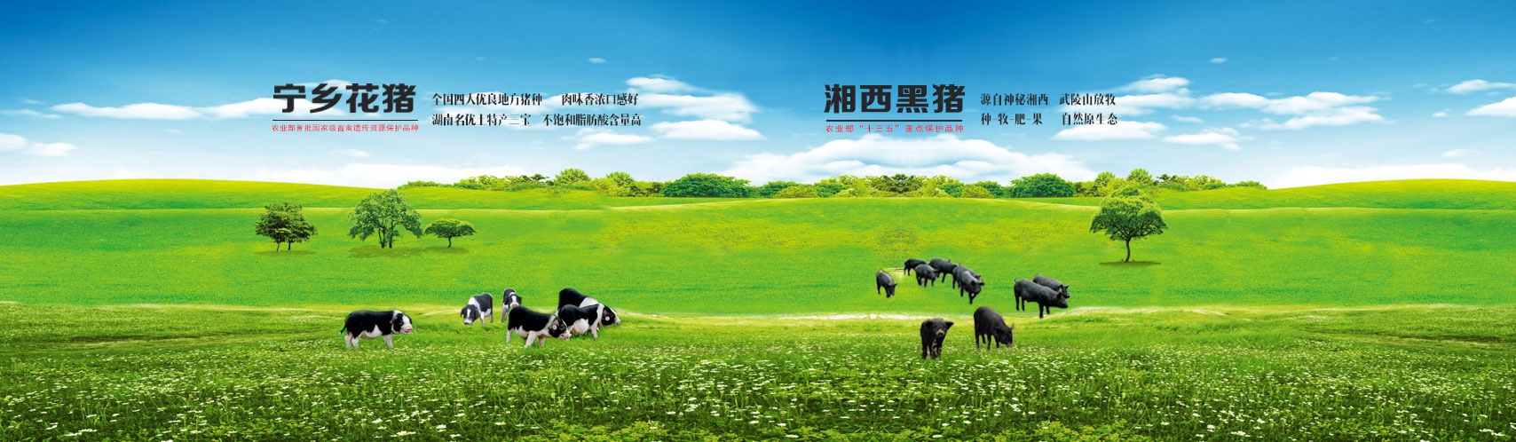 ayx怎么下载苹果版